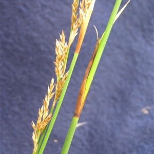 Lepidosperma laterale at Shannondale, NSW - 31 Jan 2009 by PEdwards