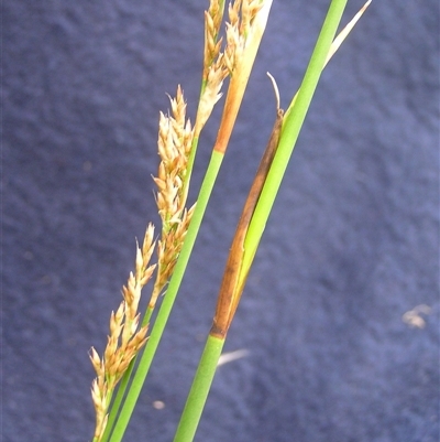 Lepidosperma laterale at Shannondale, NSW - 31 Jan 2009 by PEdwards