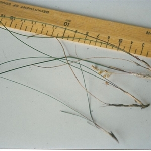 Lomandra cylindrica at Shannondale, NSW - 9 Sep 2022 by PEdwards