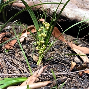 Lomandra filiformis at Shannondale, NSW - 22 Nov 2008 by PEdwards