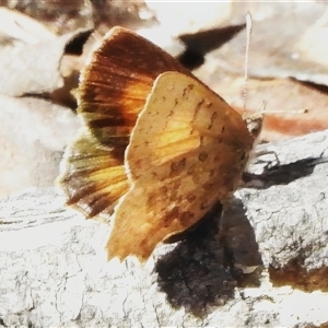 Paralucia aurifera (Bright Copper) at Paddys River, ACT - 18 Sep 2025 by JohnBundock