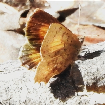 Paralucia aurifera (Bright Copper) at Paddys River, ACT - 18 Sep 2025 by JohnBundock