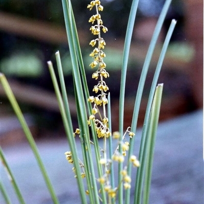 Lomandra filiformis subsp. filiformis at Shannondale, NSW - 19 Jan 2025 by PEdwards