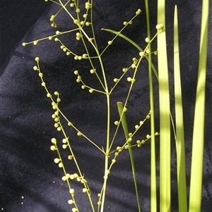 Lomandra laxa (Mat-Rush) at Shannondale, NSW - 20 Dec 2008 by PEdwards