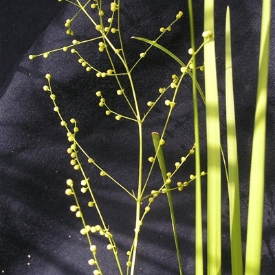 Lomandra laxa (Mat-Rush) at Shannondale, NSW - 20 Dec 2008 by PEdwards