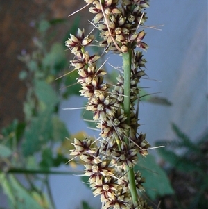Lomandra longifolia at Shannondale, NSW - 31 Aug 2021 by PEdwards
