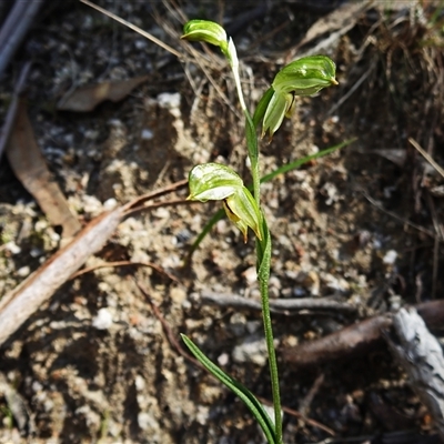 Bunochilus montanus (ACT) = Pterostylis jonesii (NSW) (Montane Leafy Greenhood) at Paddys River, ACT - 18 Sep 2025 by JohnBundock