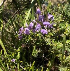 Hovea asperifolia subsp. asperifolia (Rosemary Hovea) at Cotter River, ACT - 18 Sep 2025 by AdamHenderson