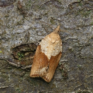 Epiphyas postvittana (Light Brown Apple Moth) at Downer, ACT - 19 Sep 2025 by RobertD