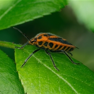 Agonoscelis rutila (Horehound bug) at Downer, ACT - 19 Sep 2025 by RobertD