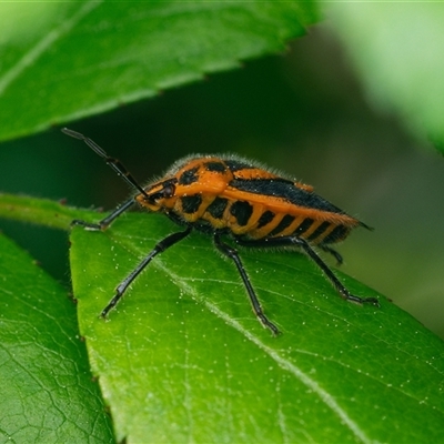 Agonoscelis rutila (Horehound bug) at Downer, ACT - 19 Sep 2025 by RobertD