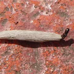 Unverified Case moth (Psychidae) at Braemar, NSW - 18 Sep 2025 by Curiosity