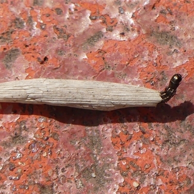 Unverified Case moth (Psychidae) at Braemar, NSW - 18 Sep 2025 by Curiosity