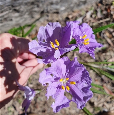 Solanum vescum at  - suppressed by Aussiegall