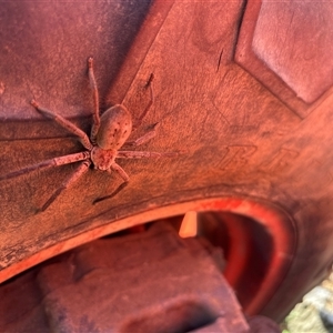 Isopeda villosa (Brown Huntsman Spider) at Lorne, NSW - 17 Sep 2025 by Butlinz