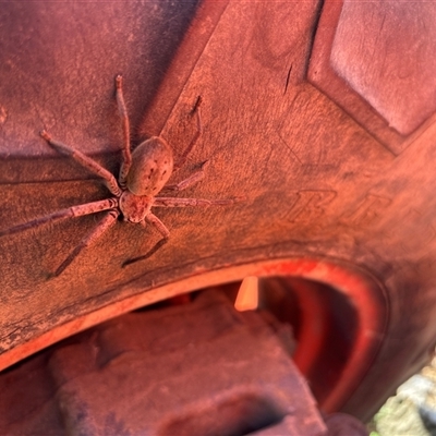 Isopeda villosa (Brown Huntsman Spider) at Lorne, NSW - 17 Sep 2025 by Butlinz
