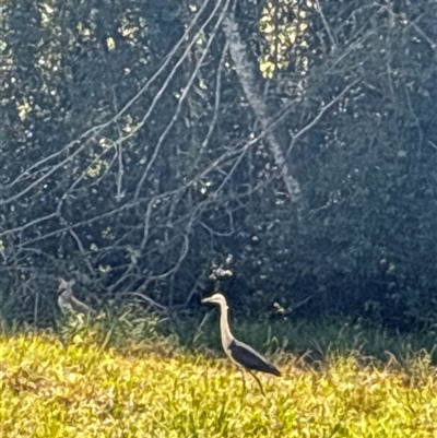 Ardea pacifica (White-necked Heron) at Lorne, NSW - 17 Sep 2025 by Butlinz