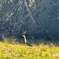 Ardea pacifica at Lorne, NSW - 17 Sep 2025 09:54 AM