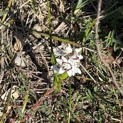 Wurmbea dioica subsp. dioica (Early Nancy) at Campbell, ACT - 19 Sep 2025 by LouiseSproule