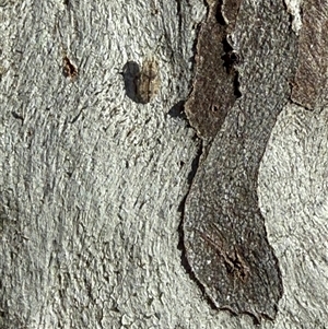 Ledromorpha planirostris (A leafhopper) at Fraser, ACT - 19 Sep 2025 by LouiseSproule