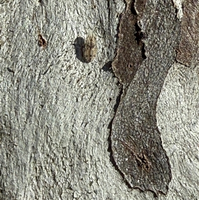 Ledromorpha planirostris (A leafhopper) at Fraser, ACT - 19 Sep 2025 by LouiseSproule
