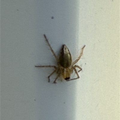 Oxyopes (genus) (Lynx spider) at Lyons, ACT - 19 Sep 2025 by ran452