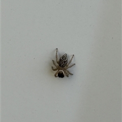 Maratus griseus (Jumping spider) at Lyons, ACT - 19 Sep 2025 by ran452