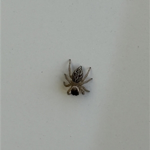 Maratus griseus (Jumping spider) at Lyons, ACT - 19 Sep 2025 by ran452