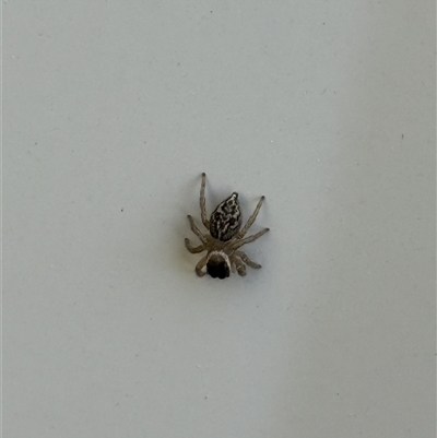 Maratus griseus (Jumping spider) at Lyons, ACT - 19 Sep 2025 by ran452