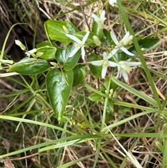 Clematis glycinoides at Caparra, NSW - 6 Sep 2025 by maznee