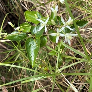 Clematis glycinoides at Caparra, NSW - 6 Sep 2025 by maznee
