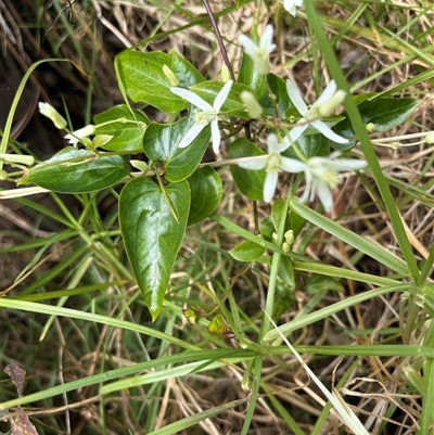 Clematis glycinoides at Caparra, NSW - 6 Sep 2025 by maznee