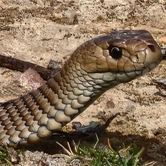 Pseudonaja textilis (Eastern Brown Snake) at Gundaroo, NSW - 19 Sep 2025 by Gunyijan