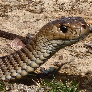 Pseudonaja textilis (Eastern Brown Snake) at Gundaroo, NSW - 19 Sep 2025 by Gunyijan
