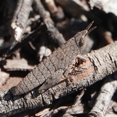 Goniaea opomaloides (Mimetic Gumleaf Grasshopper) at Hall, ACT - 18 Sep 2025 by Anna123