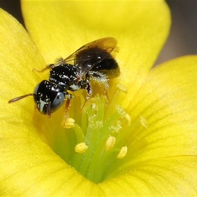 Exoneurella lawsoni at Belconnen, ACT - 18 Sep 2025 by TimL