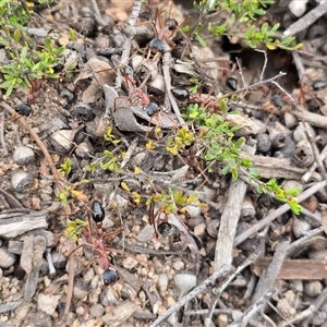 Myrmecia nigriceps (Black-headed bull ant) at Fadden, ACT - 19 Sep 2025 by Mike