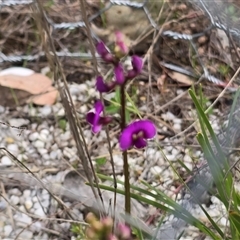 Swainsona recta (Small Purple Pea) at Fadden, ACT - 19 Sep 2025 by Mike