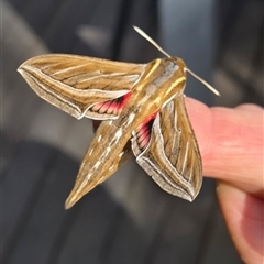 Hippotion celerio (Vine Hawk Moth) by margT