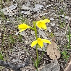 Diuris chryseopsis (Golden Moth) at Fadden, ACT - 19 Sep 2025 by Mike