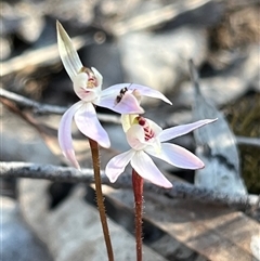 Caladenia fuscata (Dusky Fingers) at Jerrabomberra, NSW - 14 Sep 2025 by Youspy