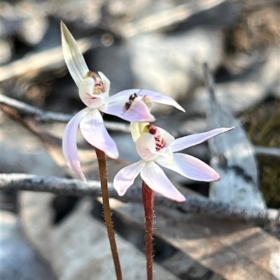 Caladenia fuscata (Dusky Fingers) at Jerrabomberra, NSW - 14 Sep 2025 by Youspy