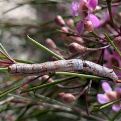 Ectropis (genus) immature by chriselidie
