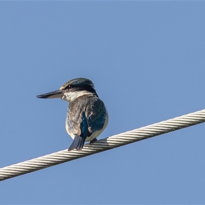 Todiramphus sanctus (Sacred Kingfisher) at Fyshwick, ACT - 19 Sep 2025 by rawshorty