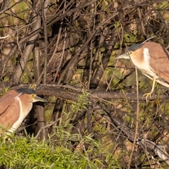 Nycticorax caledonicus (Nankeen Night-Heron) at Fyshwick, ACT - 19 Sep 2025 by rawshorty