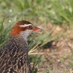 Gallirallus philippensis (Buff-banded Rail) at Kingston, ACT - 19 Sep 2025 by rawshorty