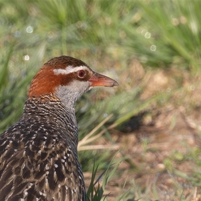 Gallirallus philippensis (Buff-banded Rail) at Kingston, ACT - 19 Sep 2025 by rawshorty