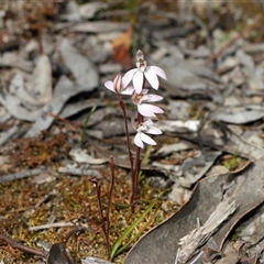 Caladenia fuscata (Dusky Fingers) at Strathnairn, ACT - 18 Sep 2025 by TimL