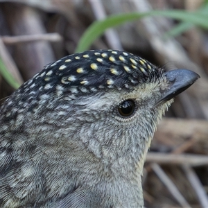 Pardalotus punctatus (Spotted Pardalote) at Kingston, ACT - 19 Sep 2025 by rawshorty