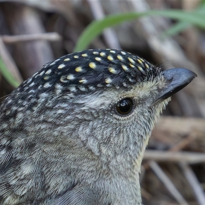 Pardalotus punctatus (Spotted Pardalote) at Kingston, ACT - 19 Sep 2025 by rawshorty